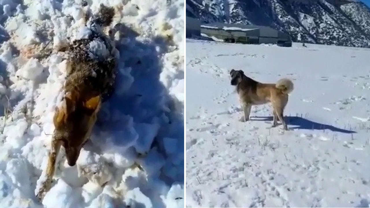 Donan tilkiyi çoban köpeği buldu haberi