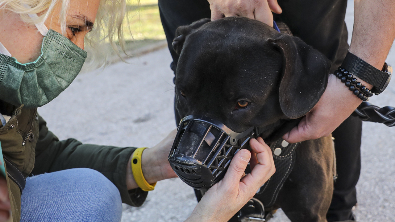 İstanbul'da 6 ayda 9 bin köpek 2 bin kedinin kaydı yapıldı