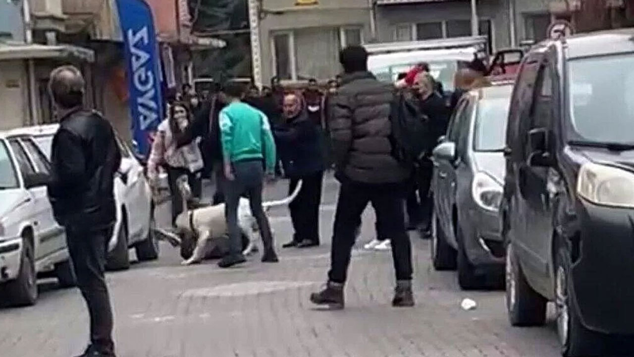 Malatya'daki kavgada üzerine pitbull salmışlardı! Şoke eden olayda yeni gelişme