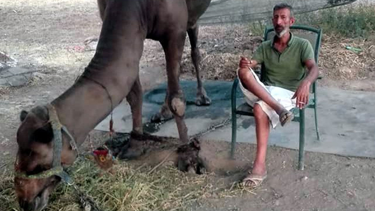 Muğla'nın ünlü deve güreşçisi, dev saldırısında öldü!