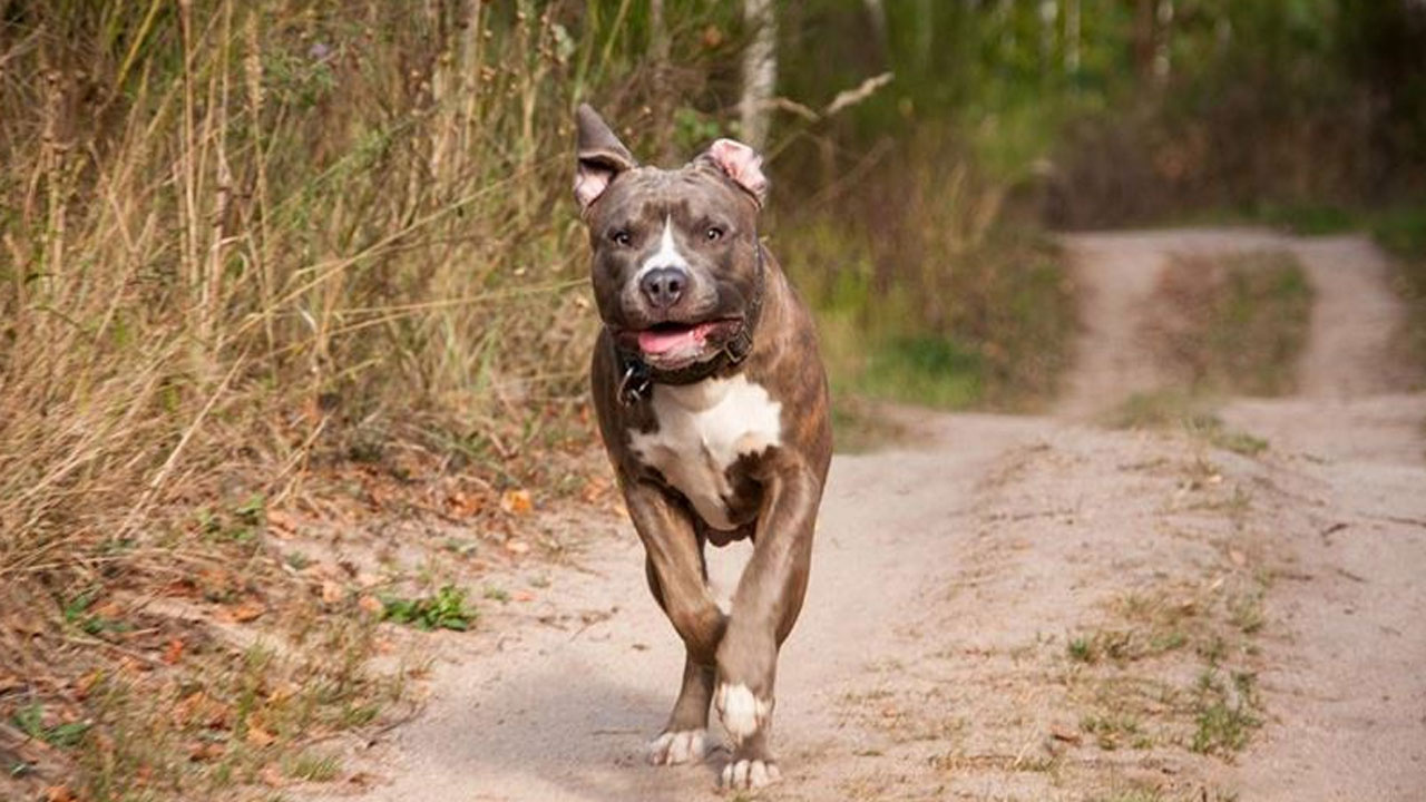 Süre doldu! İşte Türkiye genelinde kayıt altına alınan köpek sayısı