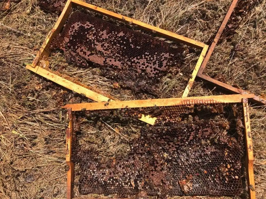 Emet’te ayılar 13 arı kovanını parçaladı
