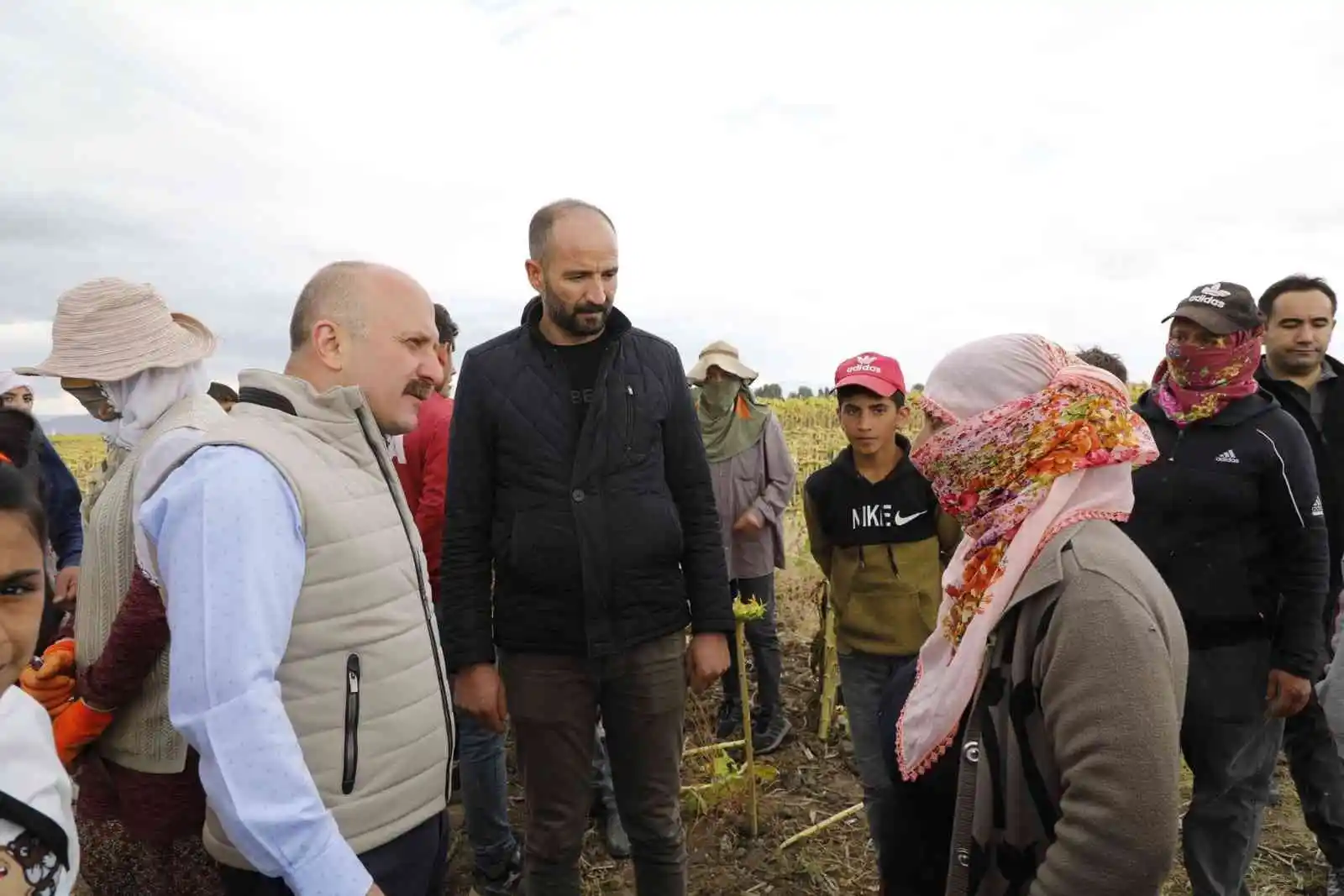 Ağrı'da ayçiçeği üreticiliği yaygınlaşıyor