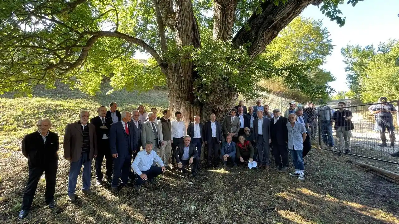 Artvin’de bulunan dünyanın en yaşlı armut ağacında meyve hasadı yapıldı
