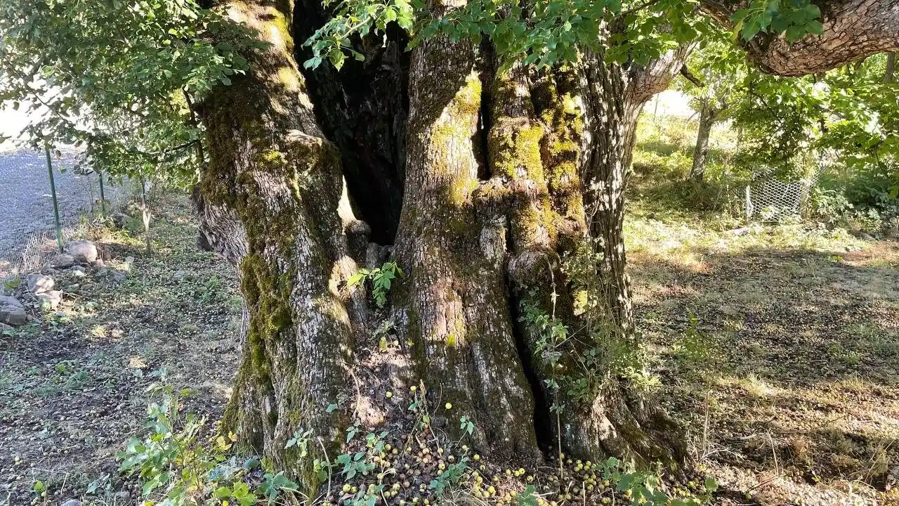 Artvin’de bulunan dünyanın en yaşlı armut ağacında meyve hasadı yapıldı
