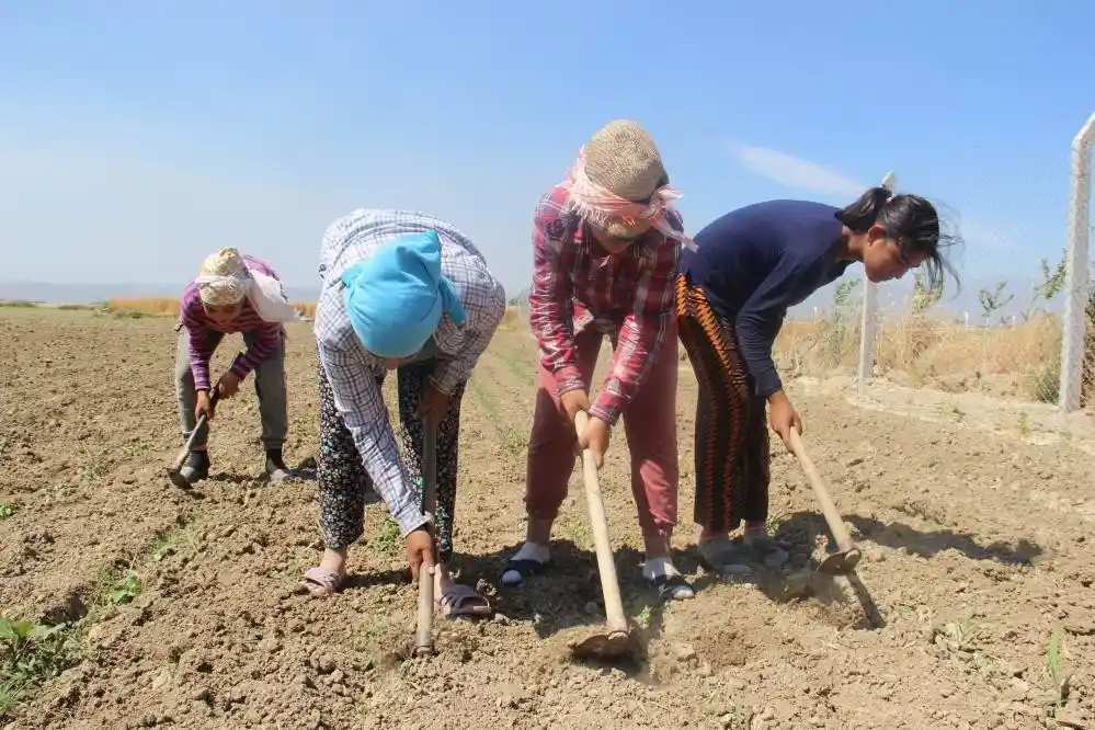 Aydın'da çiftçi yaşı yükselmeye devam ediyor
