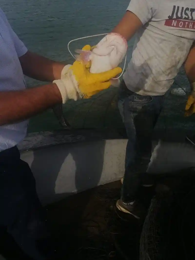 Aydın’da kaçak avcılığa geçit verilmiyor
