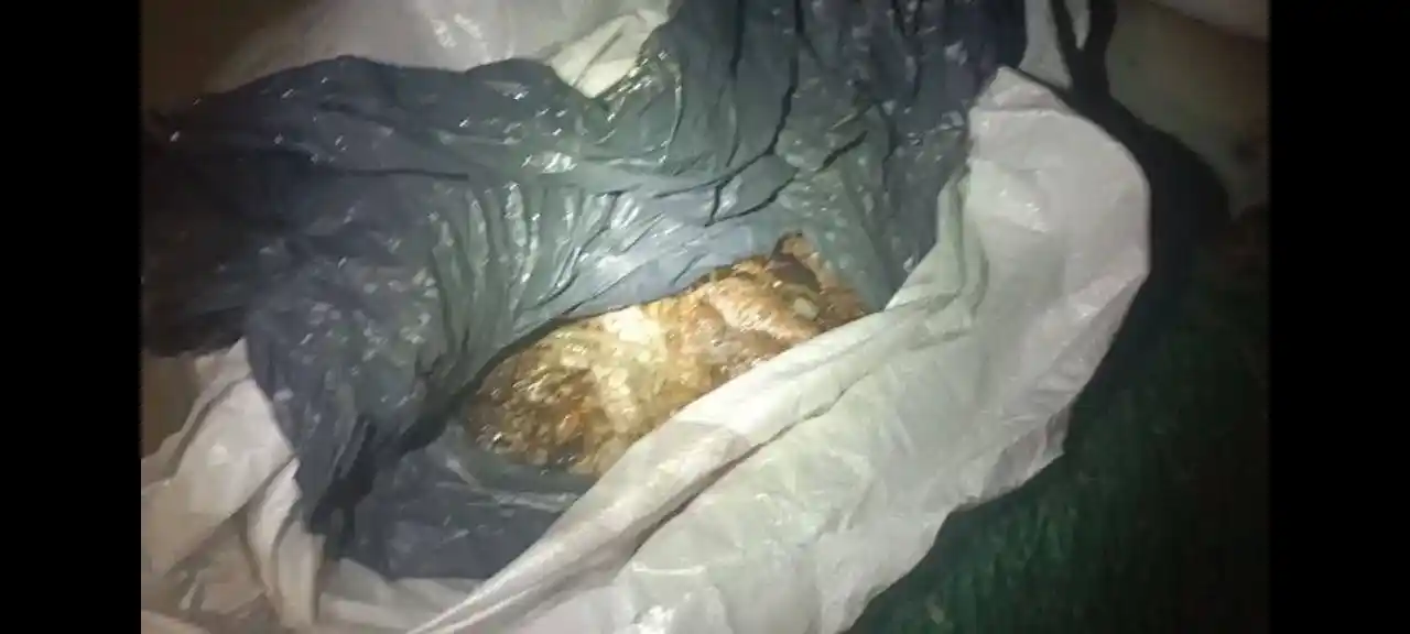 Ayvalık’ta “Denize Nefes” operasyonunda rekor sayıda deniz patlıcanı ele geçirildi