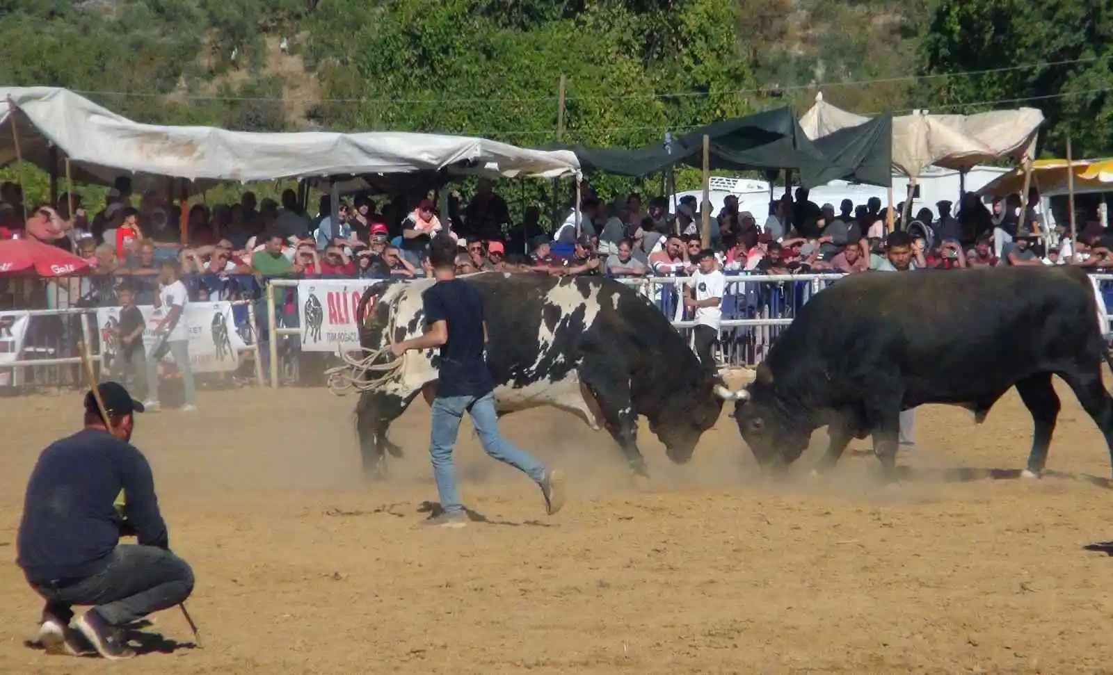 Boğalar eğitim yararına güreşti