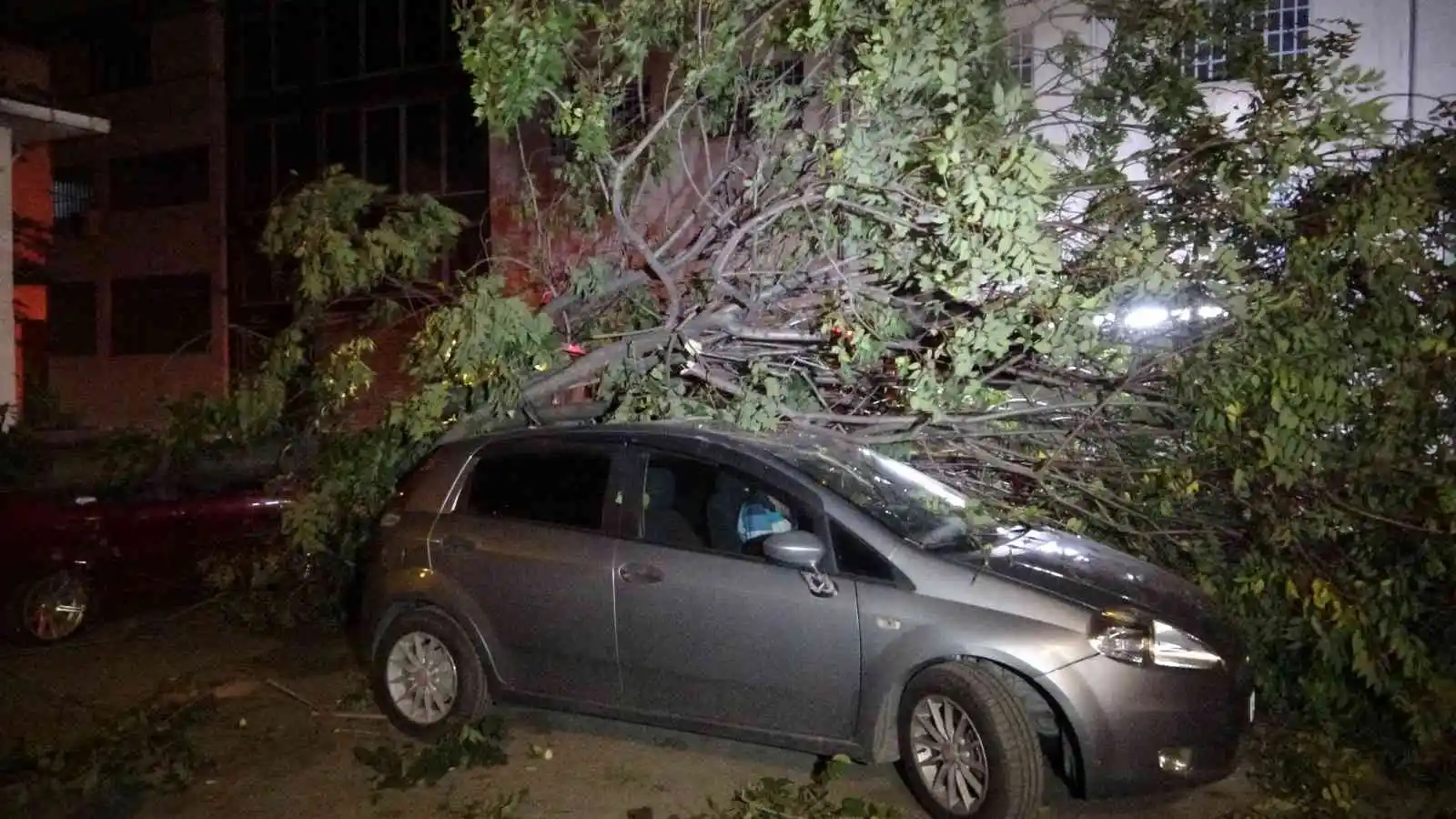 Bursa’da ağaç park halindeki 3 otomobilin üzerine devrildi
