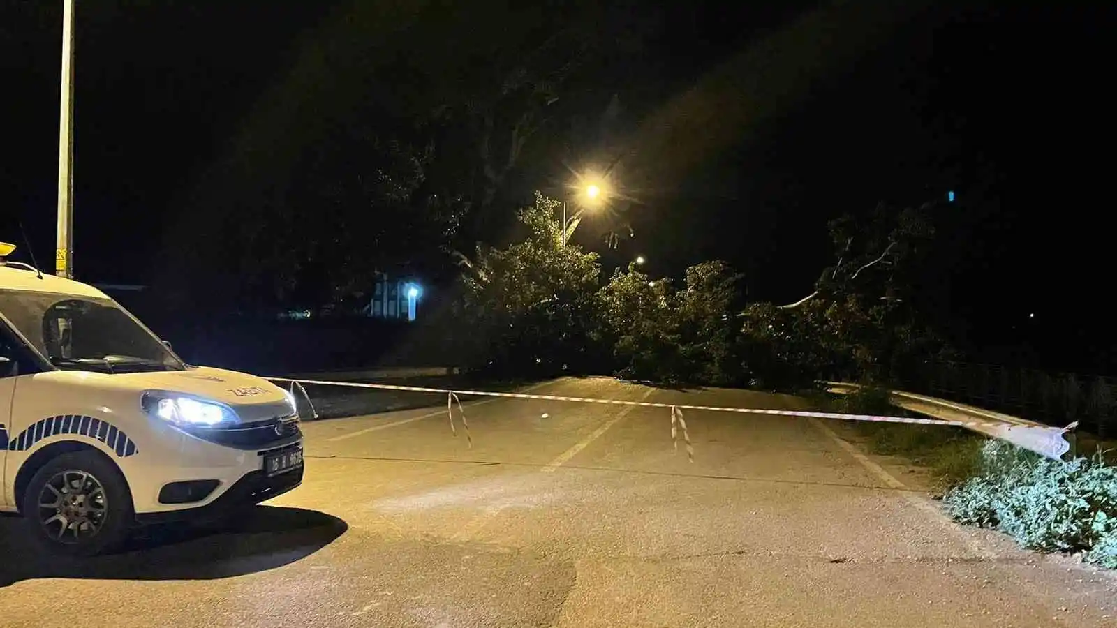 Bursa’da kavak ağacı yıkıldı, ekiplerin çalışmasıyla kaldırıldı
