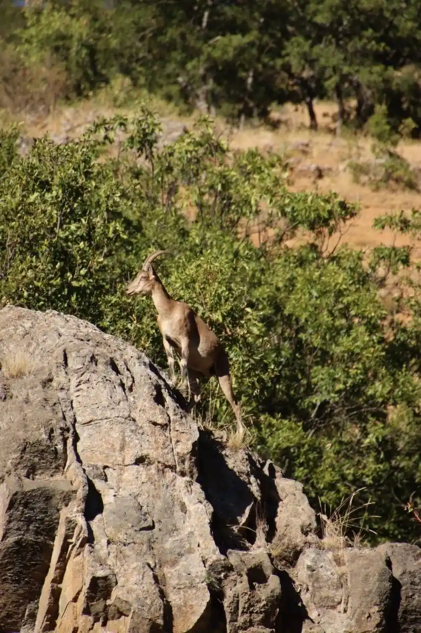Dağ keçileri kameralara böyle poz verdi
