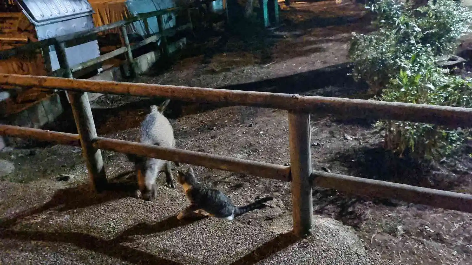 Domuzlar yemeklerini yesin diye bankta onları bekledi
