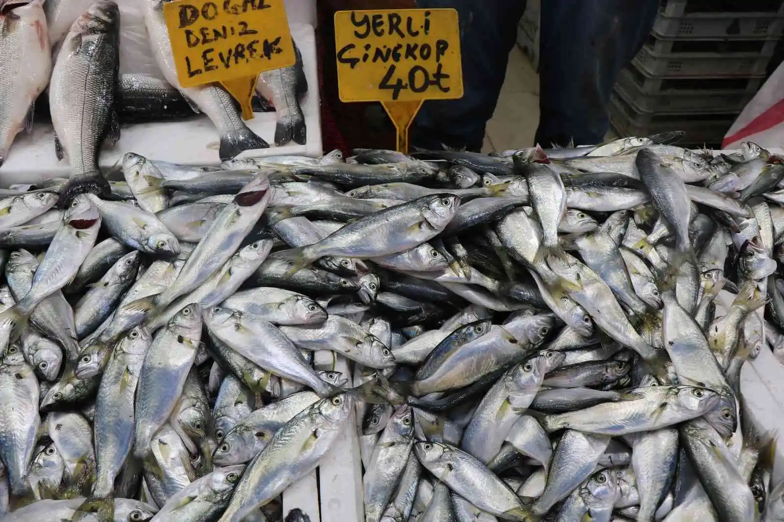 Karadeniz’de balık patlaması