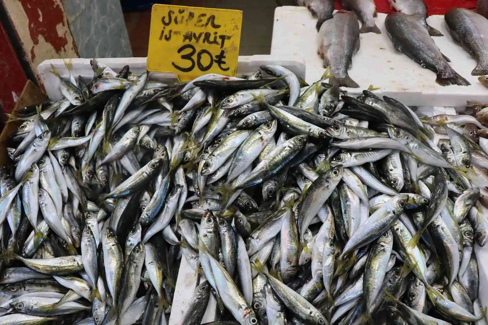 Karadeniz’de balık patlaması