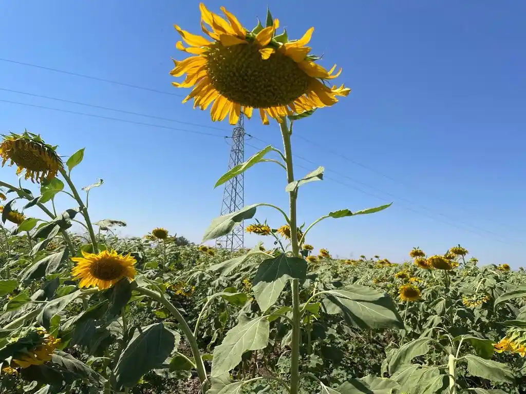 Şırnak'ta ilk kez ayçiçeği ekimi yapıldı