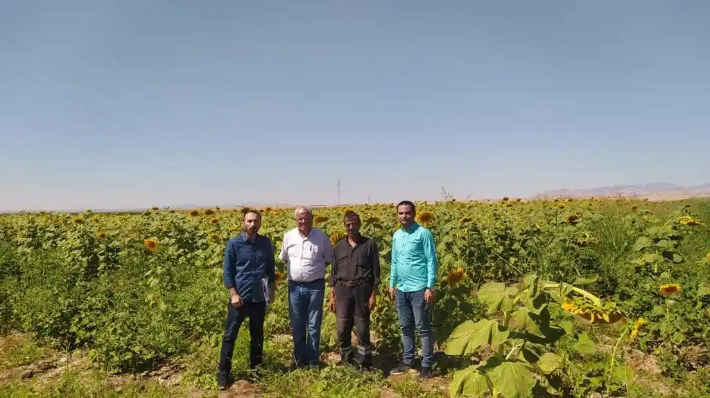Şırnak’ta ilk kez ayçiçeği ekimi yapıldı