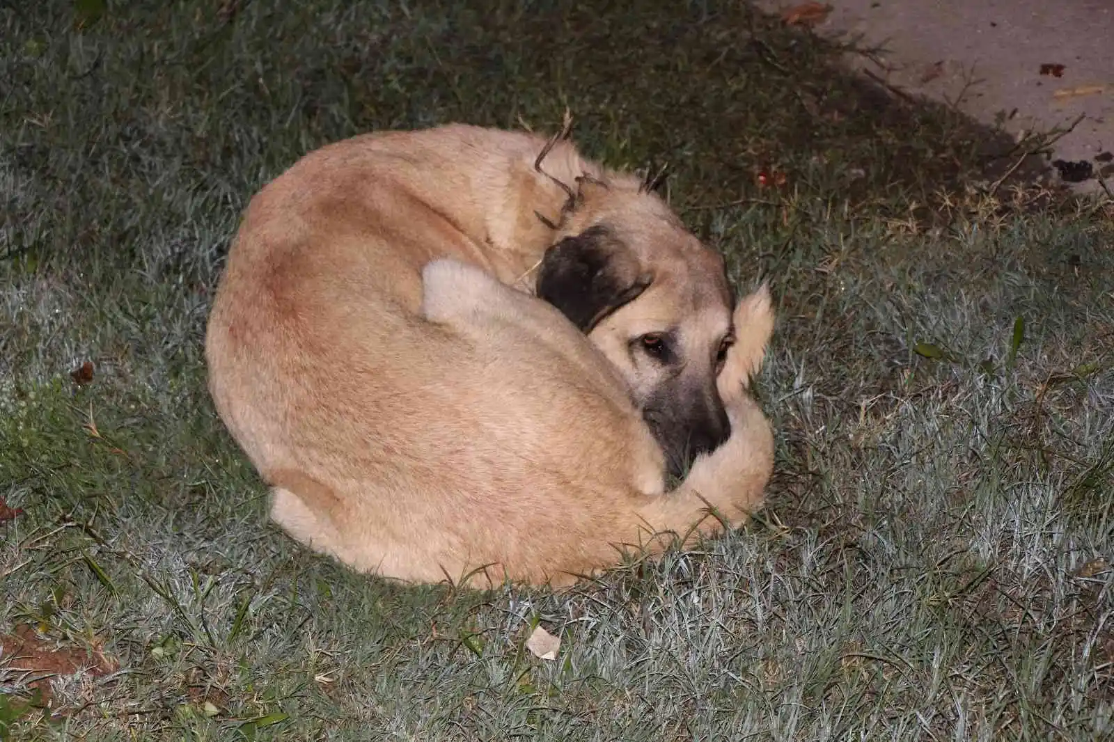 Amasya’da otomobillerin çarptığı sürüdeki 25 koyun telef oldu
