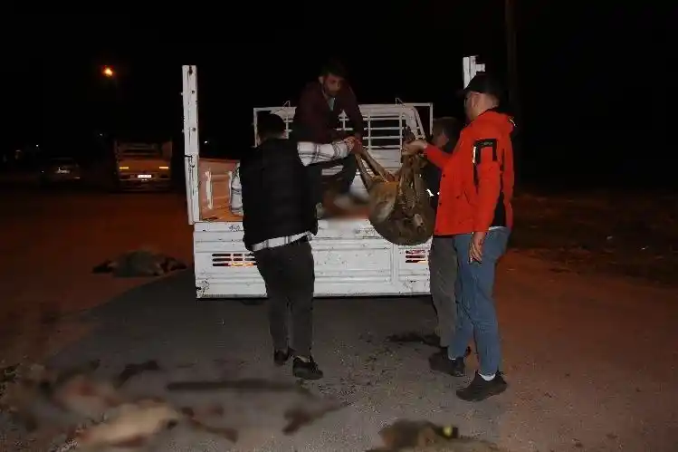 Amasya’da otomobillerin çarptığı sürüdeki 25 koyun telef oldu
