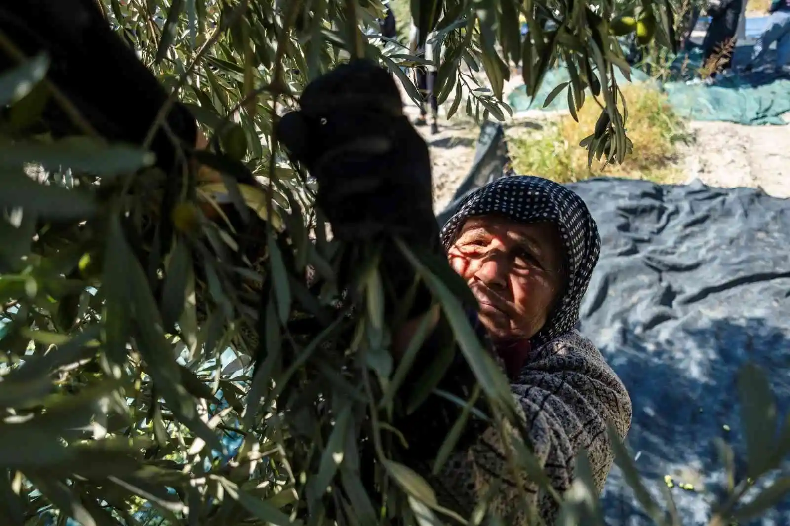 Avrupa’yı kuraklık vurdu, zeytinde Türkiye’ye fırsat doğdu
