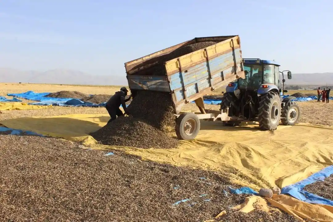 Ayçiçeği hasadı çiftçinin yüzünü güldürdü
