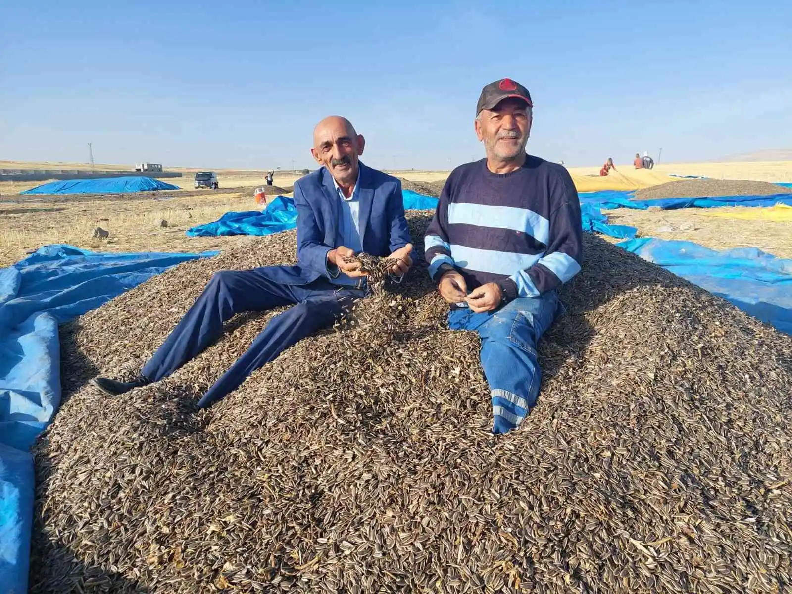 Ayçiçeği hasadı çiftçinin yüzünü güldürdü
