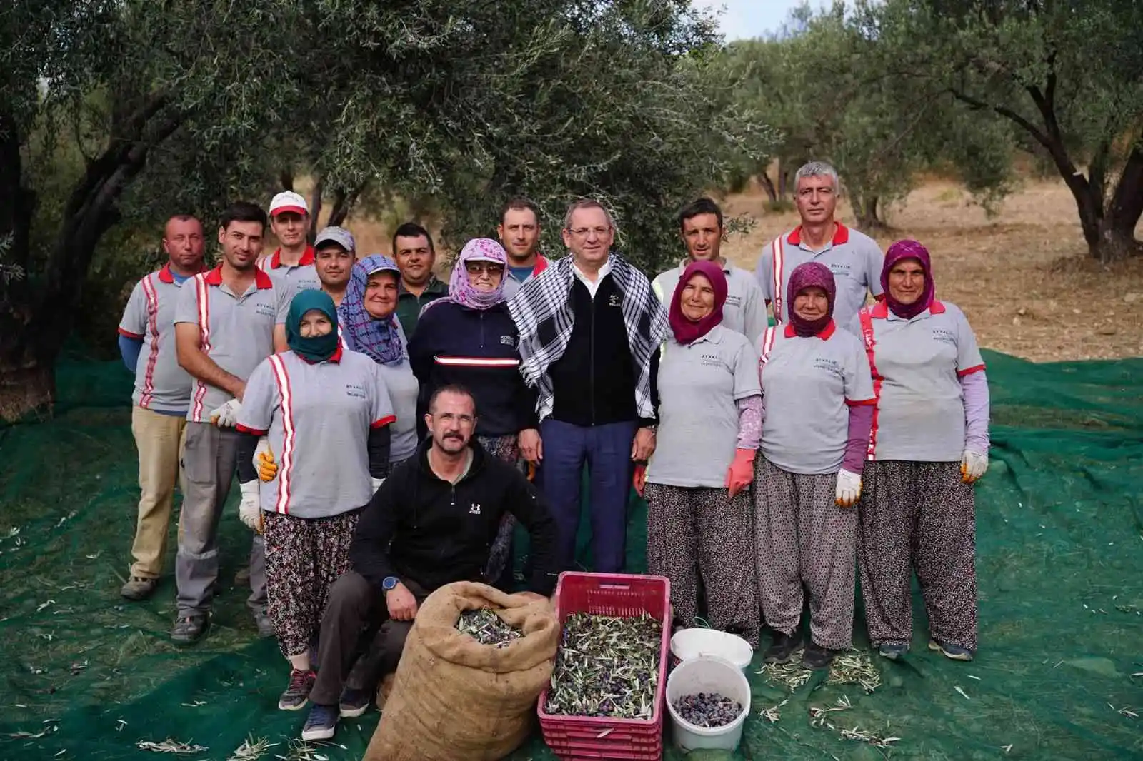 Ayvalık Belediyesi'ne ait zeytinliklerde ilk hasat Başkan Ergin'den
