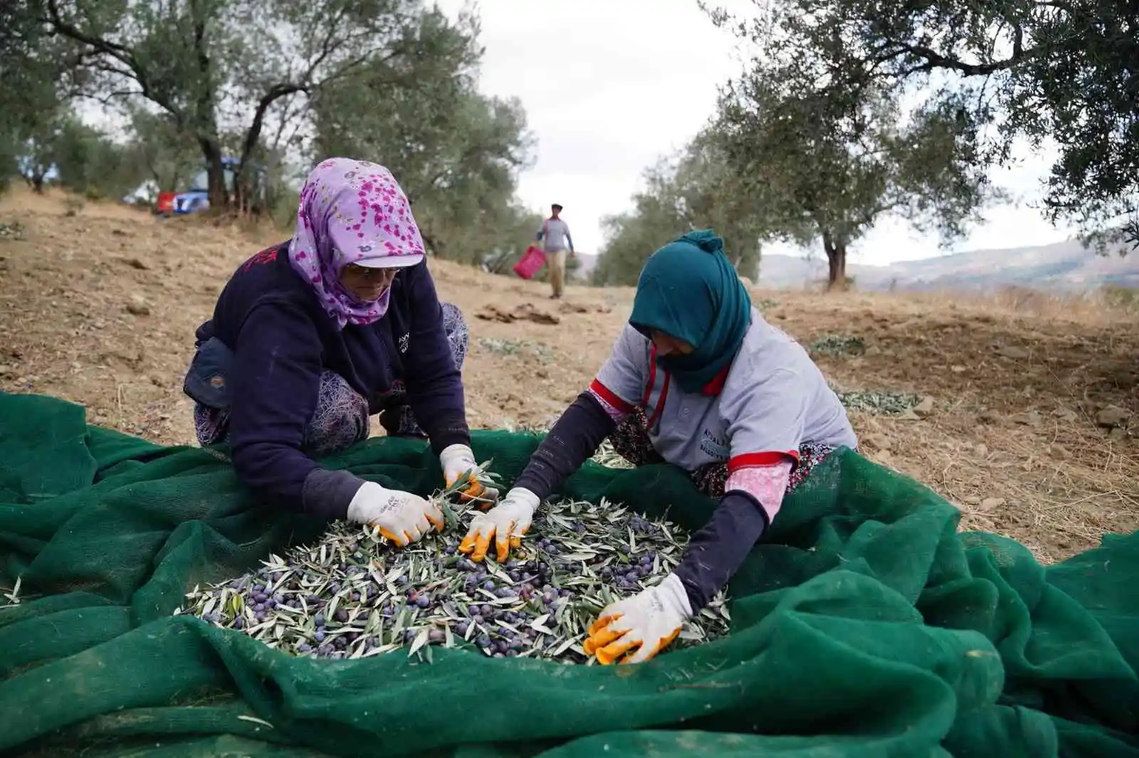 Ayvalık Belediyesi’ne ait zeytinliklerde ilk hasat Başkan Ergin’den
