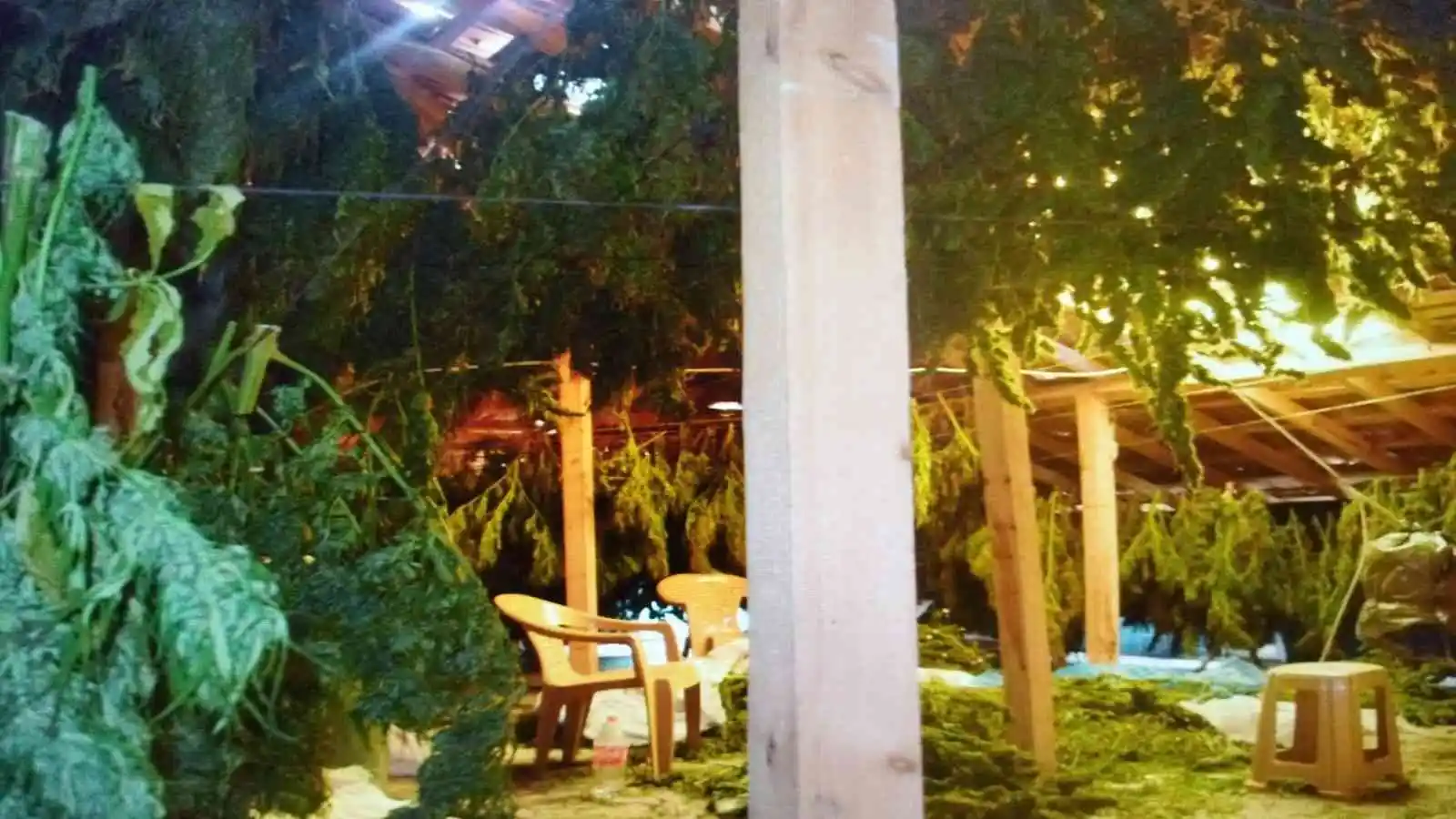 Bafra’dan zehir tacirlerine büyük darbe
