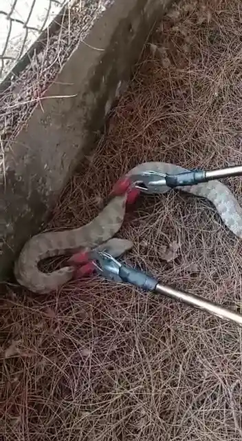 Bahçede görülen yılan yakalandı