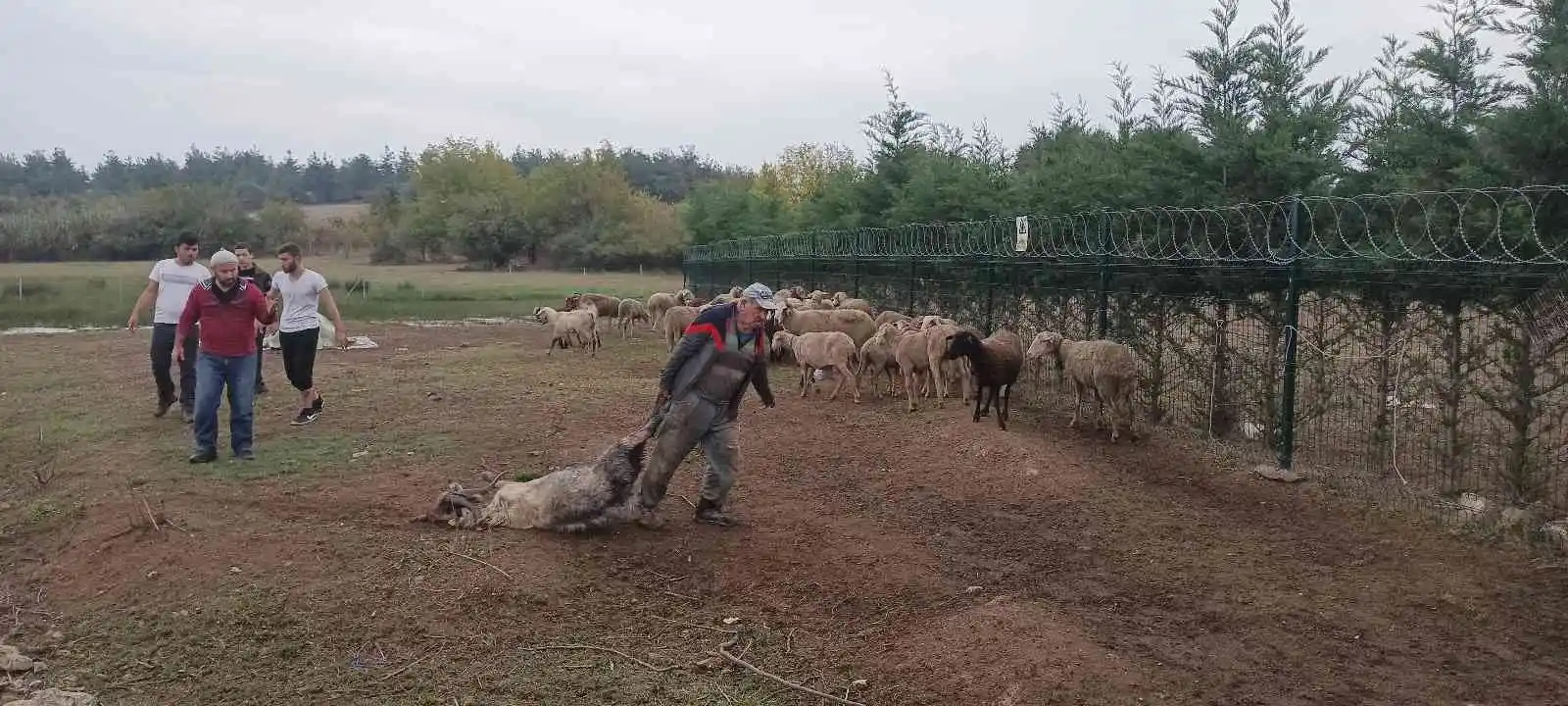 Başıboş köpekler birçoğu gebe 41 koyunu telef etti