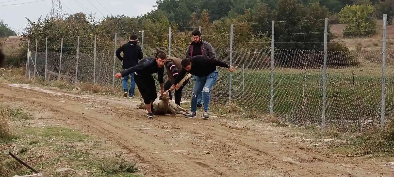 Başıboş köpekler birçoğu gebe 41 koyunu telef etti