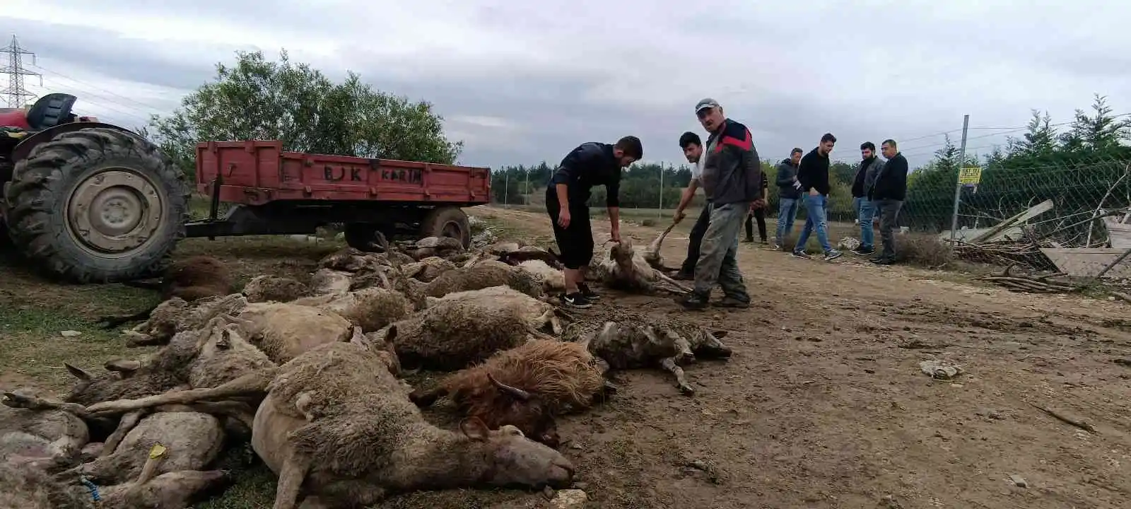 Başıboş köpekler birçoğu gebe 41 koyunu telef etti