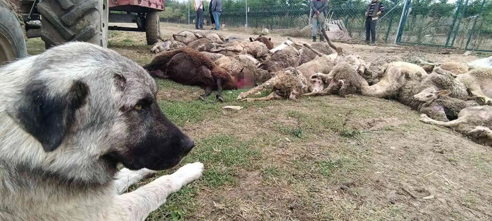Başıboş köpekler birçoğu gebe 41 koyunu telef etti