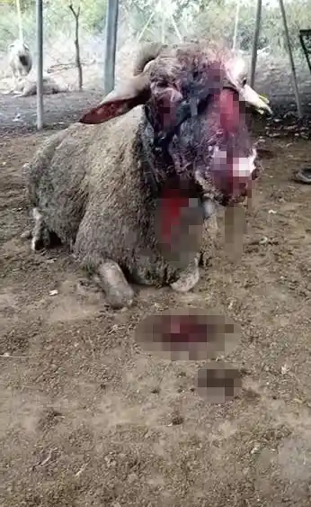 Başıboş köpekler birçoğu gebe 41 koyunu telef etti