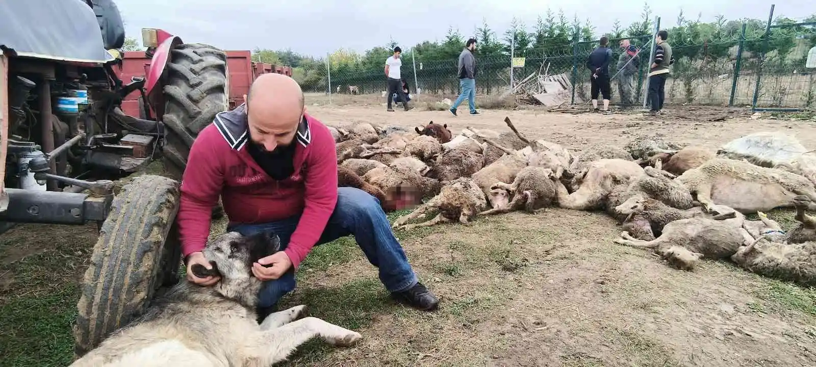 Başıboş köpekler birçoğu gebe 41 koyunu telef etti