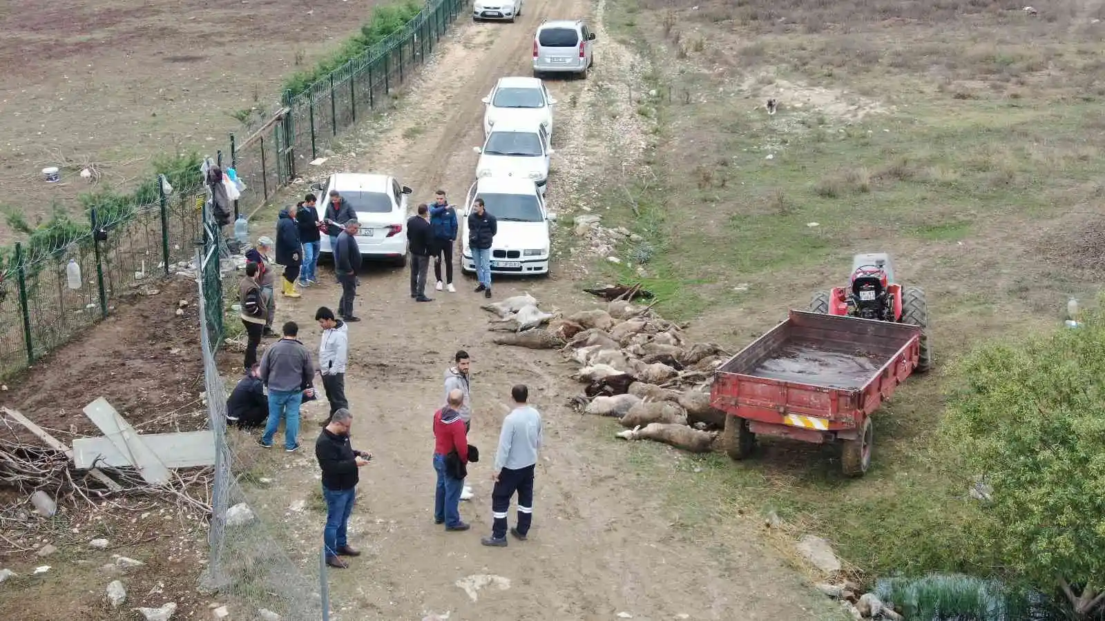 Başıboş köpekler birçoğu gebe 41 koyunu telef etti