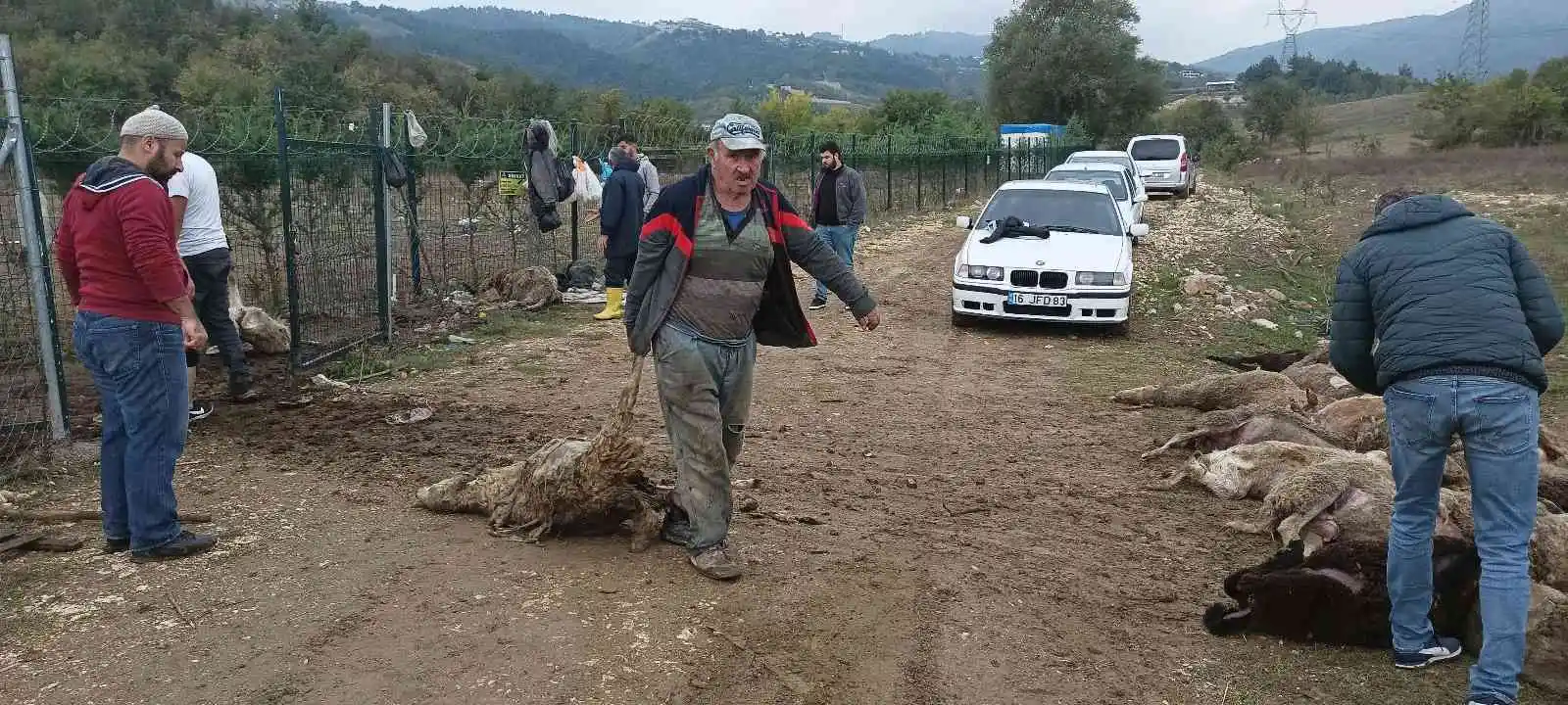 Başıboş köpekler birçoğu gebe 41 koyunu telef etti