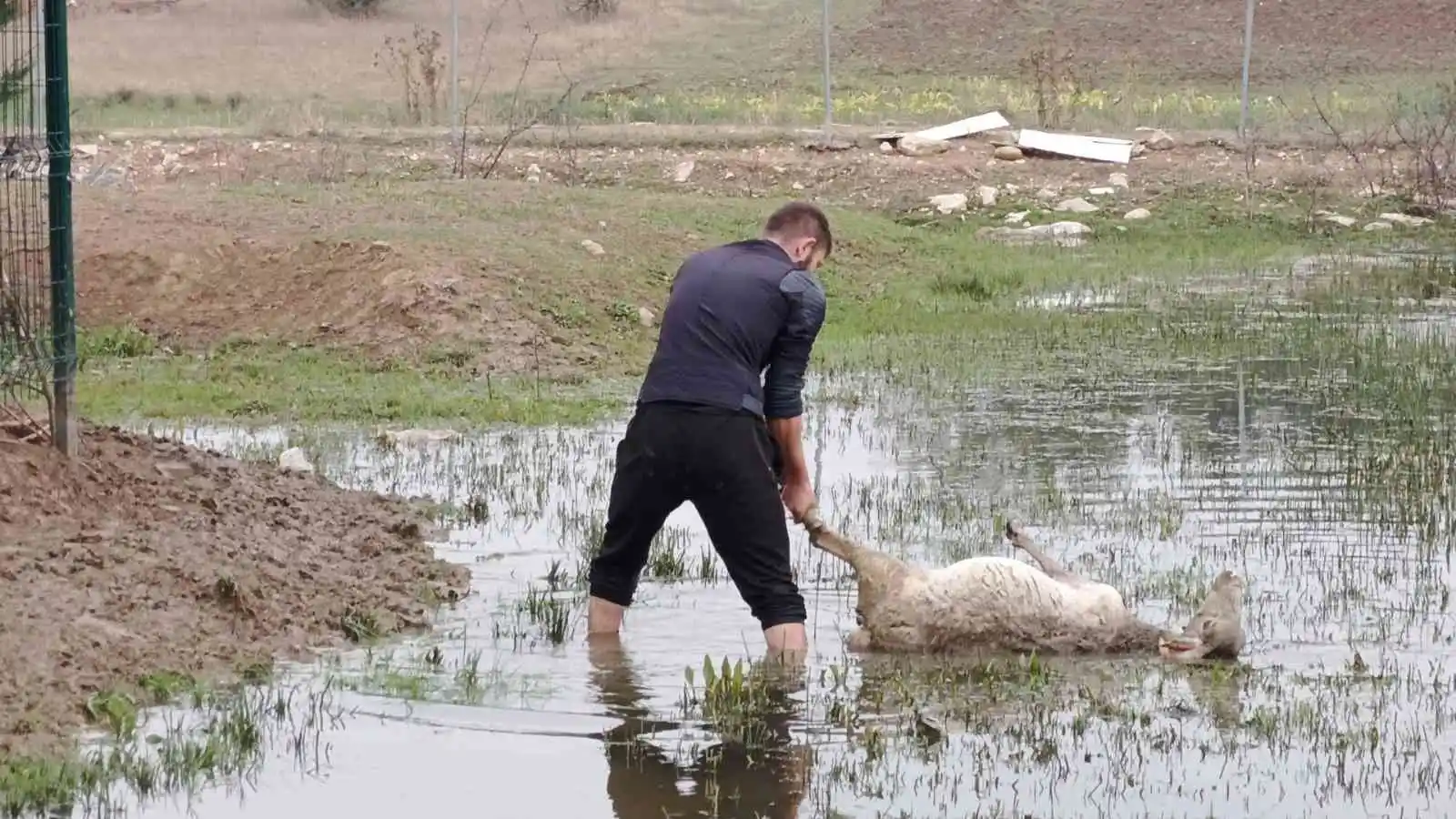 Başıboş köpekler birçoğu gebe 41 koyunu telef etti