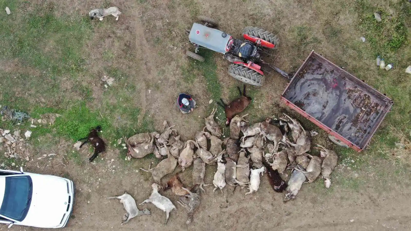 Başıboş köpekler birçoğu gebe 41 koyunu telef etti