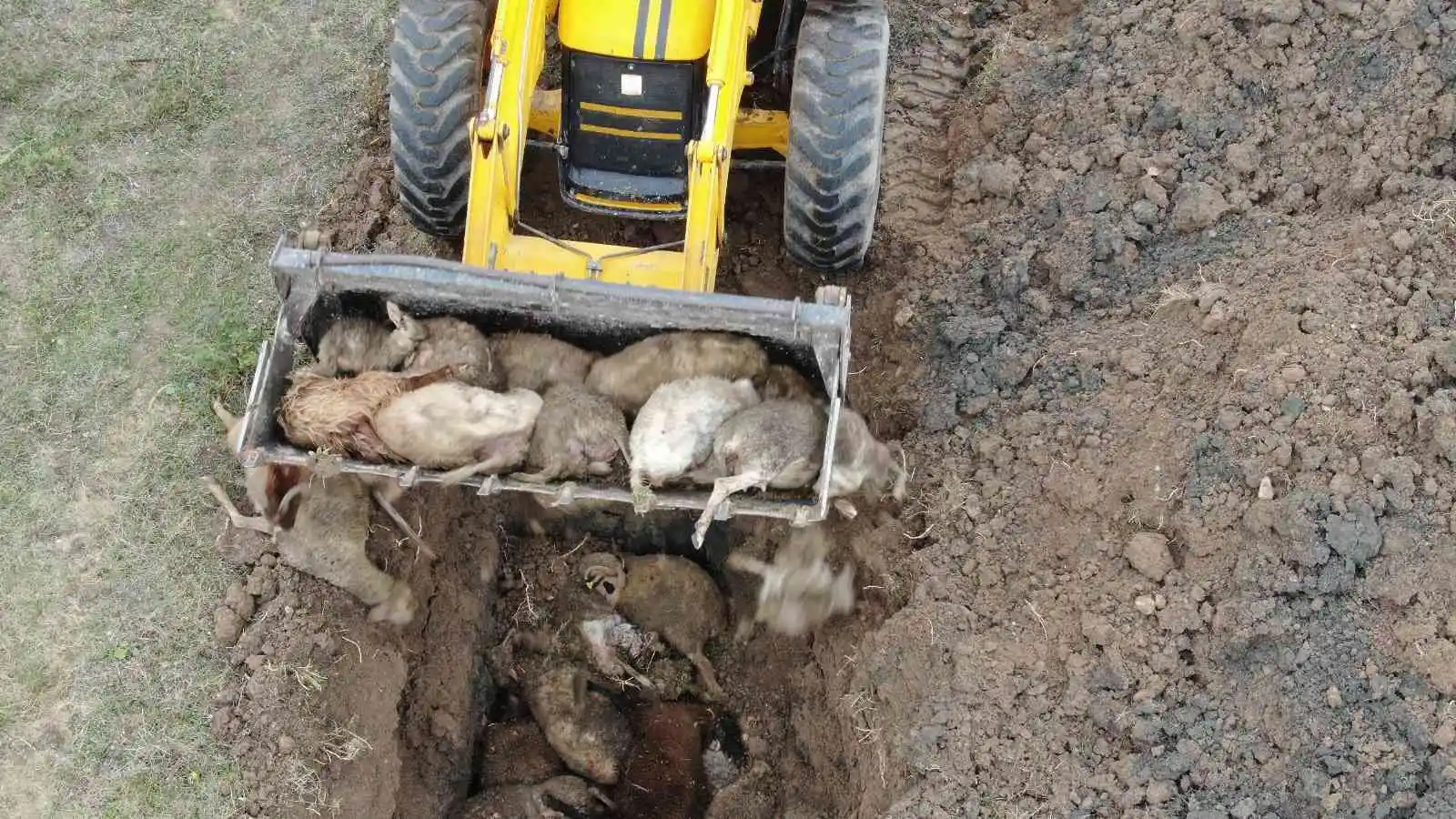 Başıboş köpekler birçoğu gebe 41 koyunu telef etti
