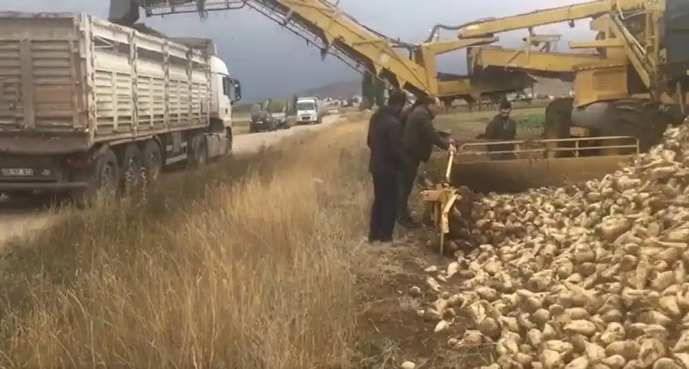 Bayburt'ta bu yıl hedeflenen şeker pancarı üretimi 100 bin ton
