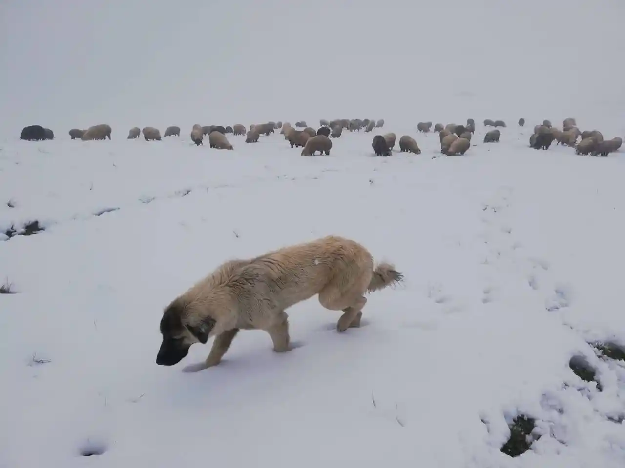 Bayburt ve Erzincan'ın yüksek kesimlerine kar yağdı
