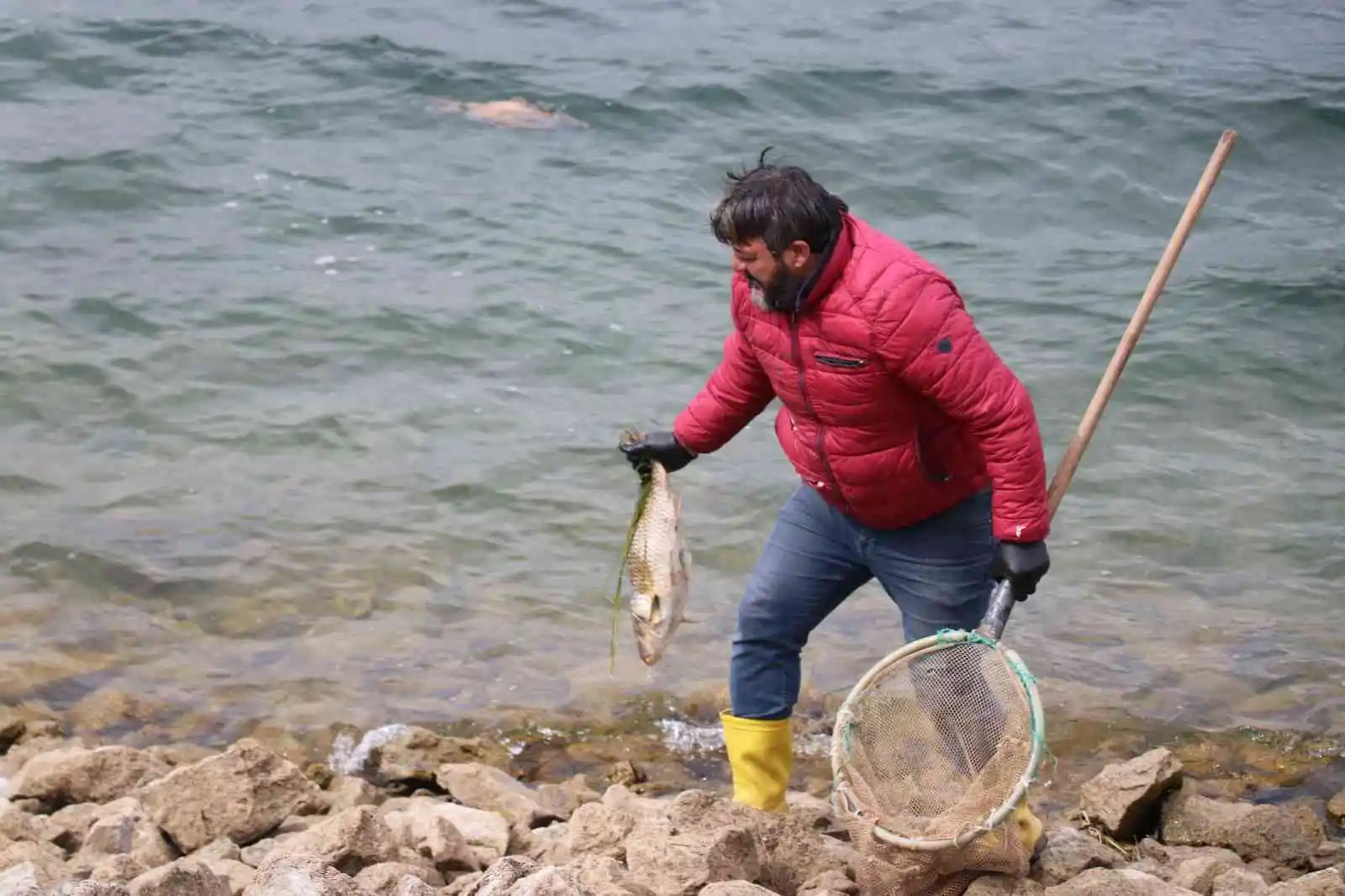 Bolu’da balık ölümleri sazan yakalama yarışını sonlandırdı