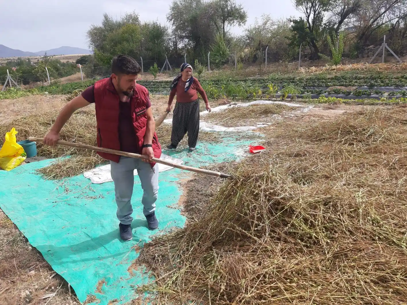 Bu mahallede yetiştirilen susam tahin üreticilerinin gözdesi
