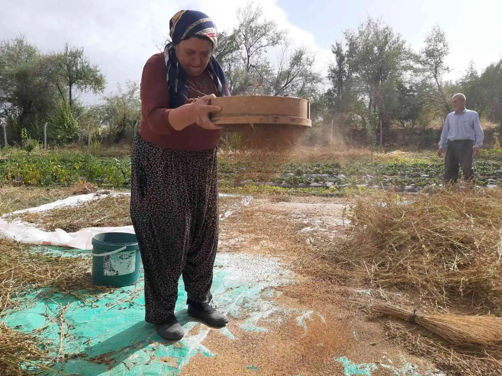 Bu mahallede yetiştirilen susam tahin üreticilerinin gözdesi
