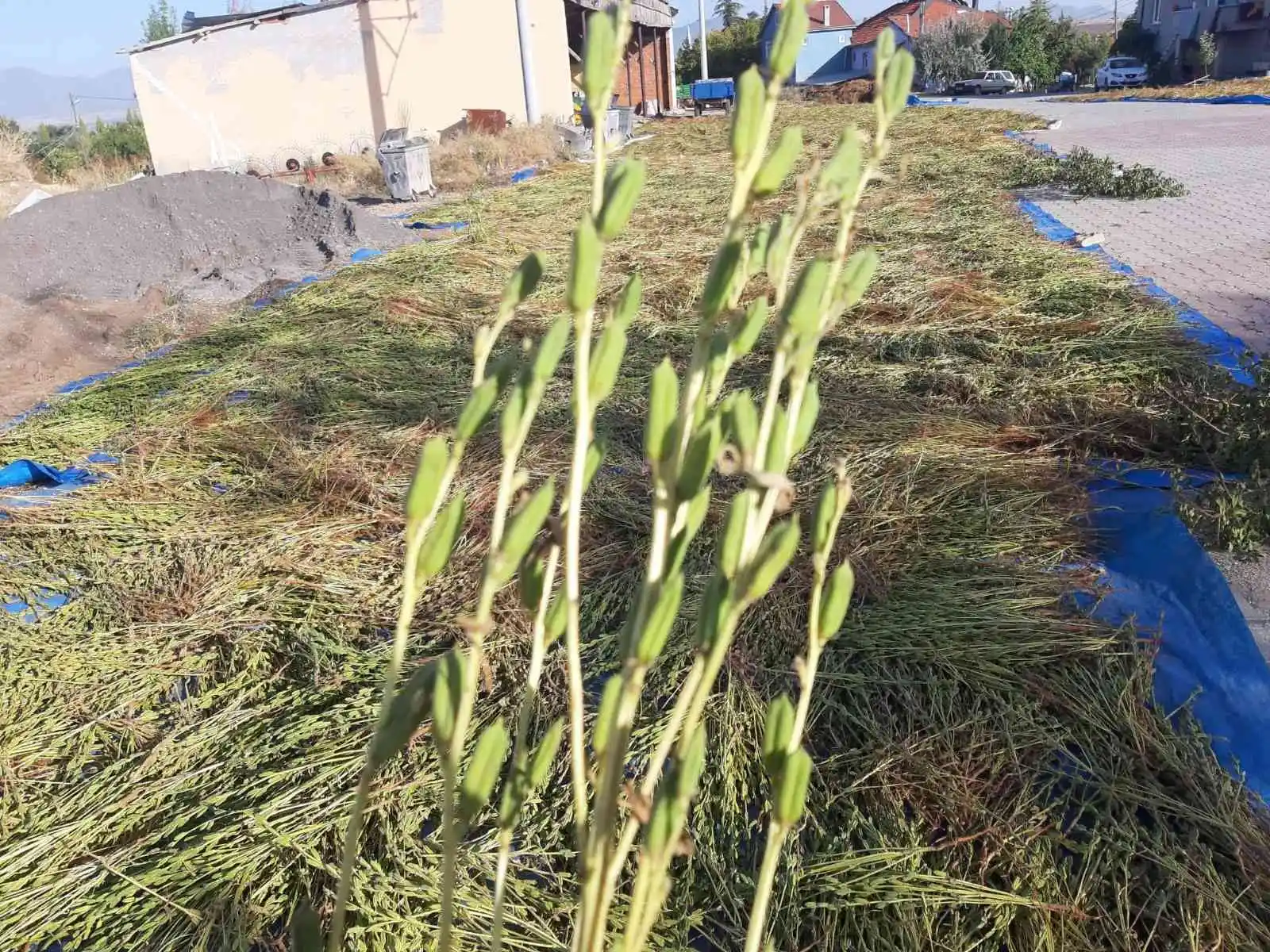 Bu mahallede yetiştirilen susam tahin üreticilerinin gözdesi
