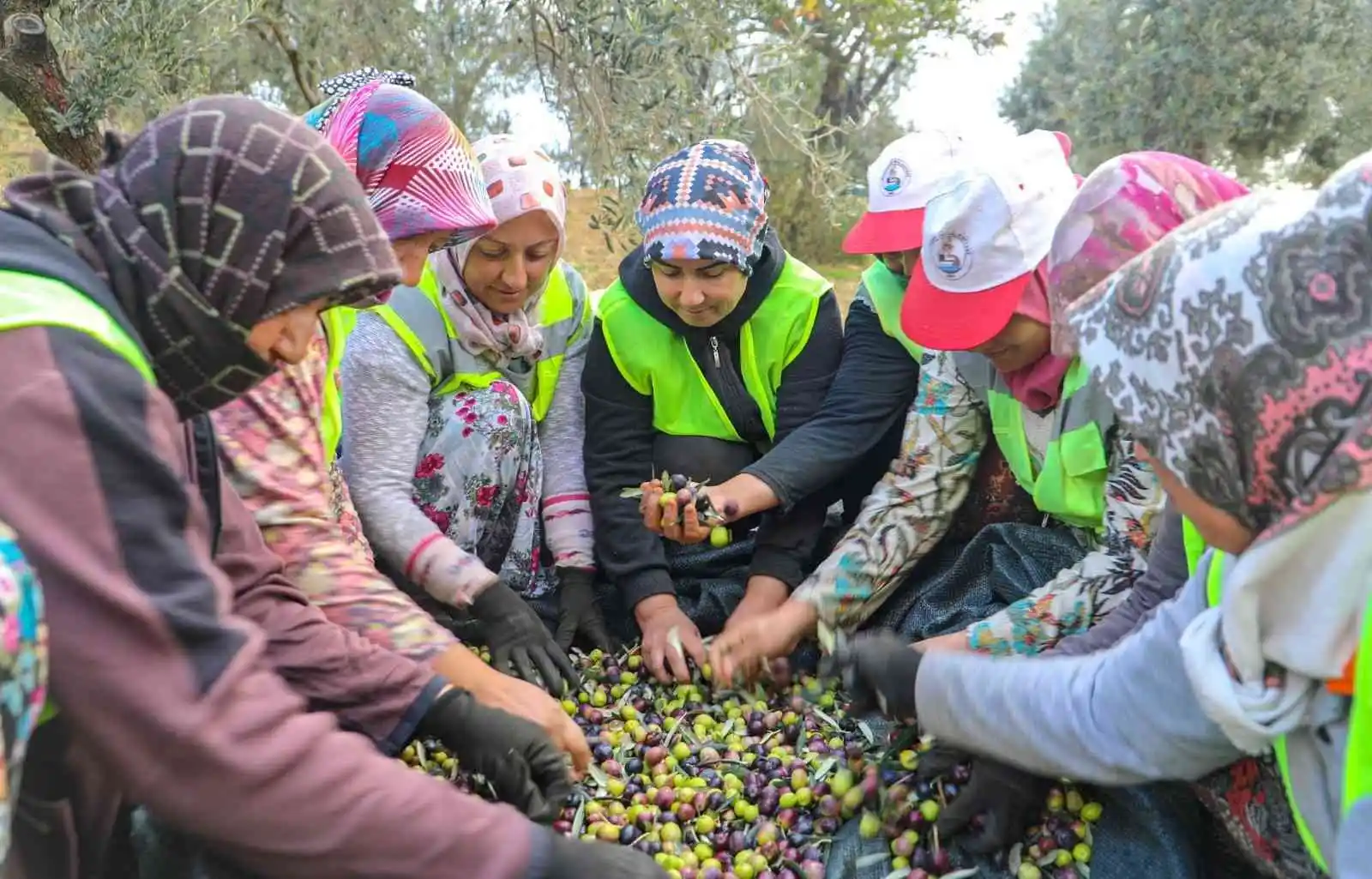 Burhaniye'de zeytinler yağa dönüşmeye başladı
