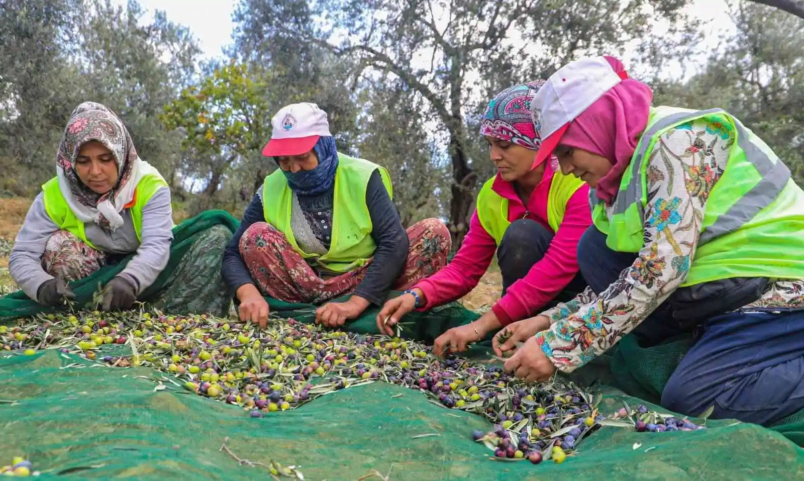 Burhaniye’de zeytinler yağa dönüşmeye başladı
