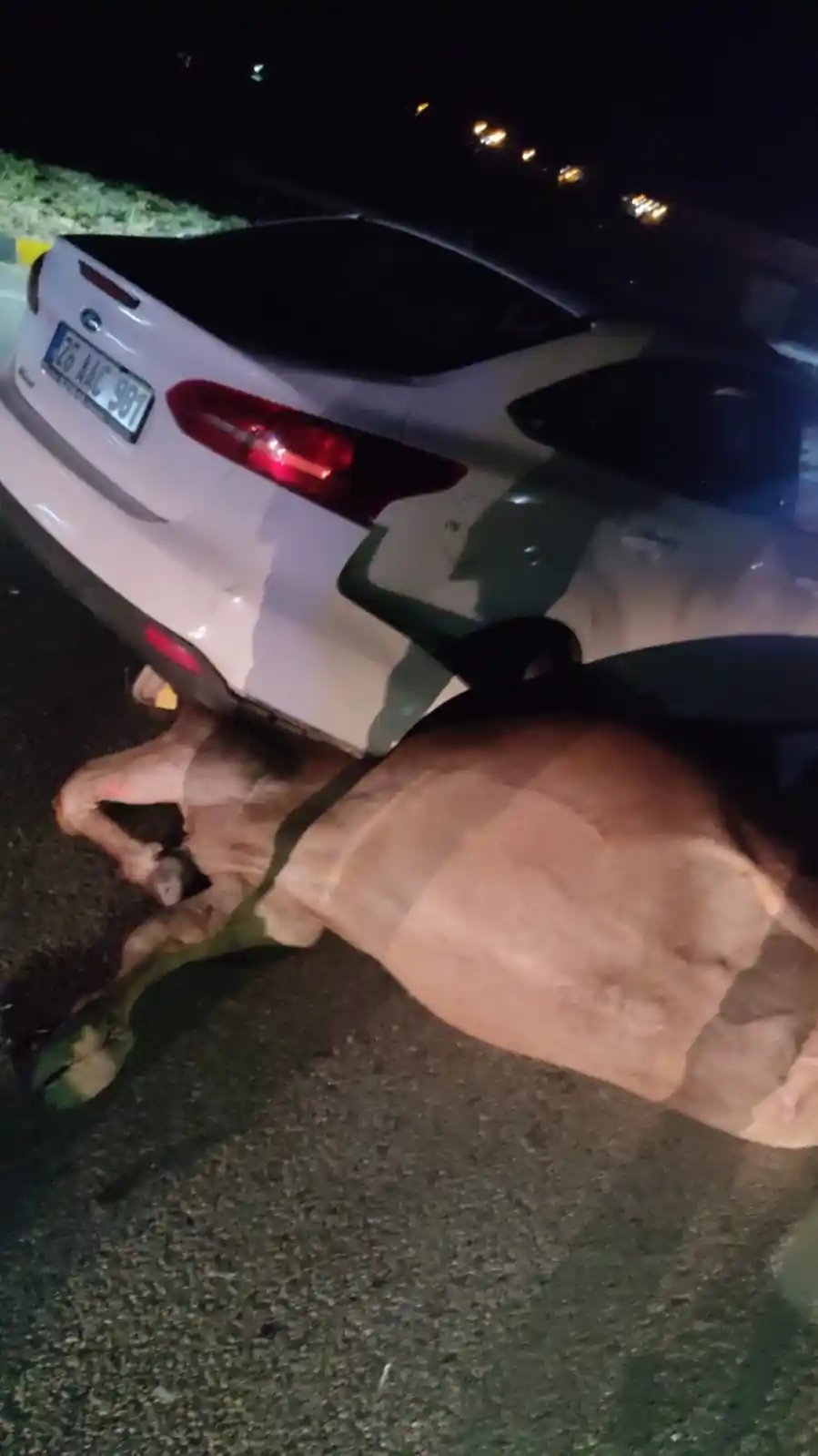 Büyükbaş hayvana çarpan otomobilin sürücüsü yaralandı
